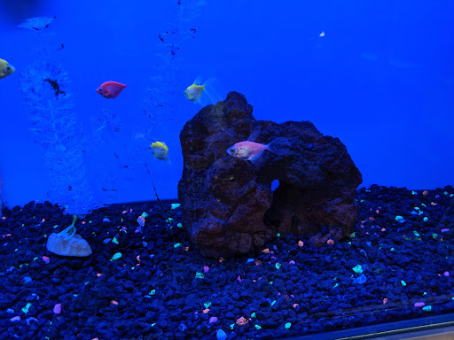 Pet Supply Store «Petco Animal Supplies», reviews and photos, 3454 Palmer Dr #7a, Cameron Park, CA 95682, USA