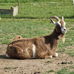 Photo n° 6 de l'avis de Florian.. fait le 23/04/2023 à 13:58 pour LES ALPAGAS DES EVOISSONS: Ferme pédagogique et élevage - Séjour animaux Vacances bien-être Picardie Somme 80 Guizancourt à Guizancourt