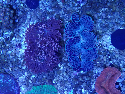 Pet Store «Hooked On Fish And Corals», reviews and photos, 2576 W 84th St, Hialeah, FL 33016, USA