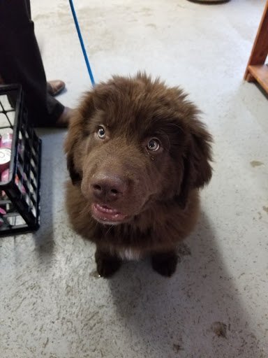 Pet Supply Store «Cheshire Cat & Dog Too», reviews and photos, 1320 Waterbury Rd, Cheshire, CT 06410, USA