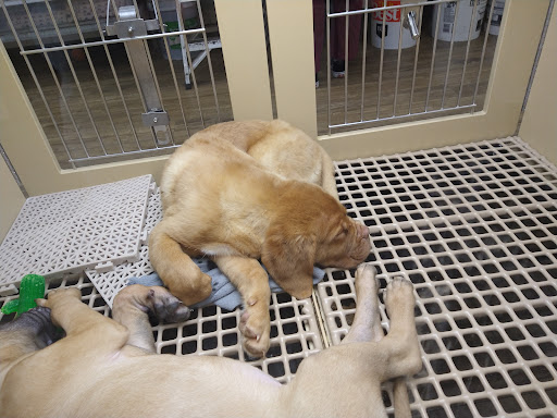 Pet Store «Petland», reviews and photos, 1514 Stonecreek Dr, Pickerington, OH 43147, USA