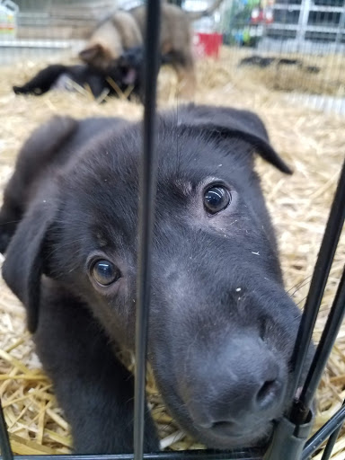 Pet Store «Teske Pet & Garden», reviews and photos, 2423 16th St, Moline, IL 61265, USA