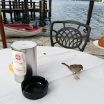 Photo n°4 de l'avis de Bea.e fait le 15/07/2023 à 07:09 sur le  Ristorante Venus à Orta San Giulio