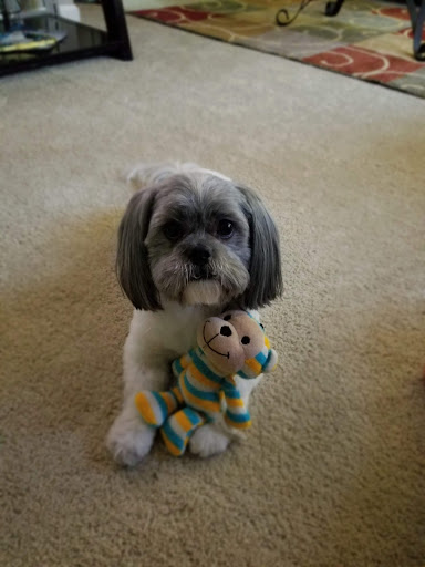 Pet Supply Store «PetSmart», reviews and photos, 1345 Wendy Ct, Spring Hill, FL 34607, USA