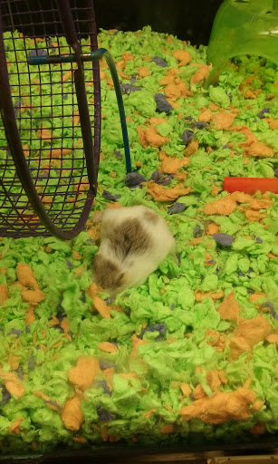 Pet Supply Store «PetSmart», reviews and photos, 3 McKenna Rd, Arden, NC 28704, USA