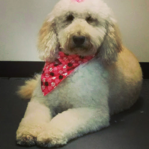 Pet Groomer «A Klassy Lassie, LLC», reviews and photos, 30 Old Jackson Rd, McDonough, GA 30252, USA