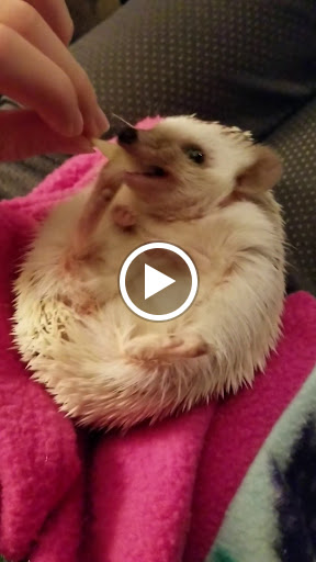 Toy Store «Happy Up Inc. - previously Once Upon a Toy», reviews and photos, 6654 Edwardsville Crossing Dr, Edwardsville, IL 62025, USA