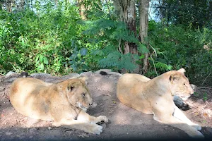 Neyyar Lion Safari Park Ticketing Centre image