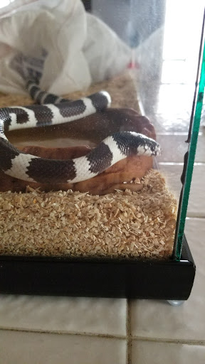 Reptile Store «Jurassic Pet Supplies», reviews and photos, 695 W Holt Ave #104, Pomona, CA 91768, USA