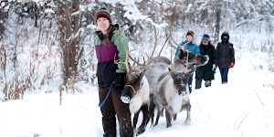 Running Reindeer Ranch