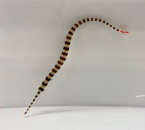 Tropical Fish Store «New York Reef Aquatic», reviews and photos, 45-62 162nd St, Flushing, NY 11358, USA