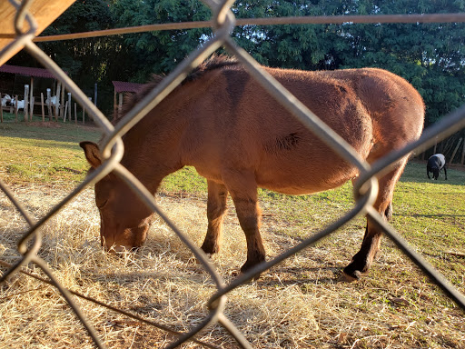 Bem Estar Animal - Sumaré em Sumaré - SP