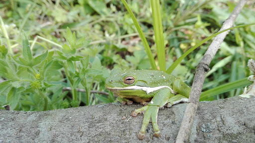 Natural Foods Store «Harvest Time Natural Foods», reviews and photos, 3794 S Main St, Lobelville, TN 37097, USA