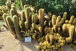 Cactus Exhibition image