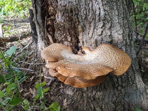 Historical Landmark «Ethan Allen Homestead Museum», reviews and photos, 1 Ethan Allen Homestead, Burlington, VT 05408, USA