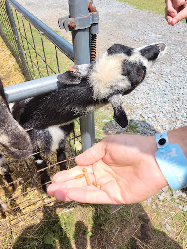 Zoo «The Petting Zoo at Breezeway Farm», reviews and photos, 161 Anawana Lake Road, Monticello, NY 12701, USA