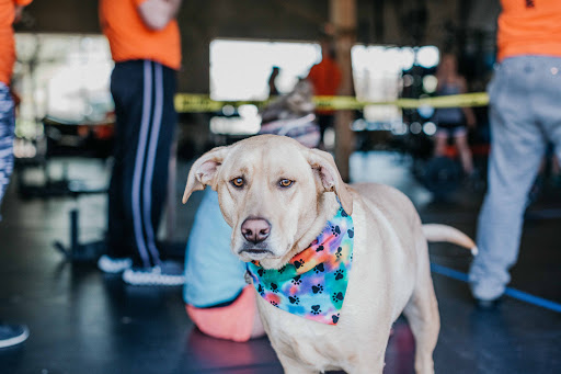 Gym «Iron Musket CrossFit», reviews and photos, 120 Commerce Cir #400/500/600, Kearneysville, WV 25430, USA