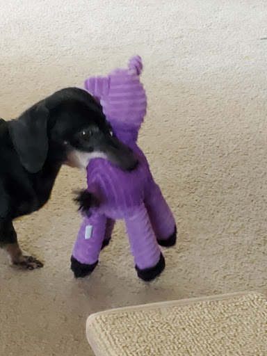 1 Love Dog Rescue image