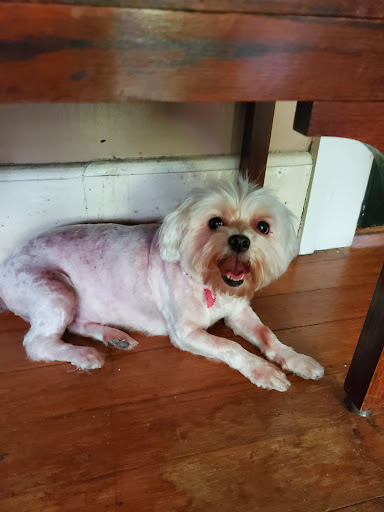 Pet Groomer «Premier Loving Care», reviews and photos, 48 E Washington St, Shelbyville, IN 46176, USA