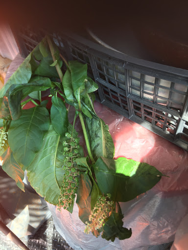 Plant Nursery «Plant Farm Gardens & Nursery», reviews and photos, 2306 NJ-57, Washington, NJ 07882, USA