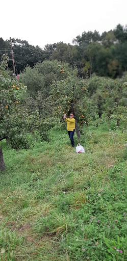 Orchard «Autumn Hills Orchard», reviews and photos, 495 Chicopee Row, Groton, MA 01450, USA