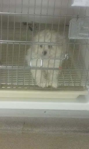 Pet Store «Gentle Jungle Pet Store», reviews and photos, 470 Lewis Ave, Meriden, CT 06451, USA