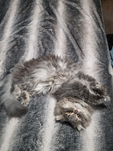 Pet Supply Store «Petco Animal Supplies», reviews and photos, 403 N 8th St, West Dundee, IL 60118, USA