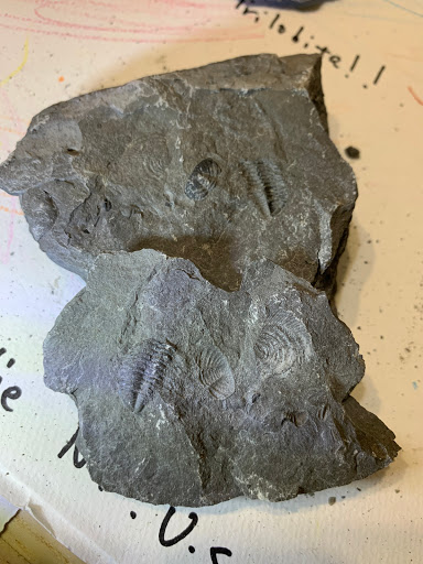 Nature Preserve «Penn Dixie Fossil Park & Nature Reserve», reviews and photos, 4050 North St, Blasdell, NY 14219, USA