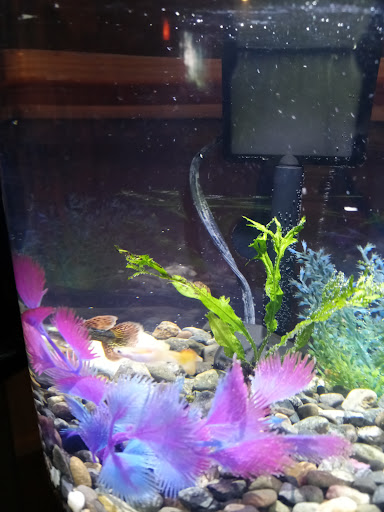 Pet Supply Store «Petco Animal Supplies», reviews and photos, 6425 Keizer Station Blvd, Keizer, OR 97303, USA