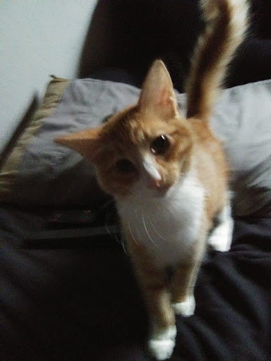 Pet Supply Store «PetSmart», reviews and photos, 3260 Stockton Hill Rd, Kingman, AZ 86409, USA