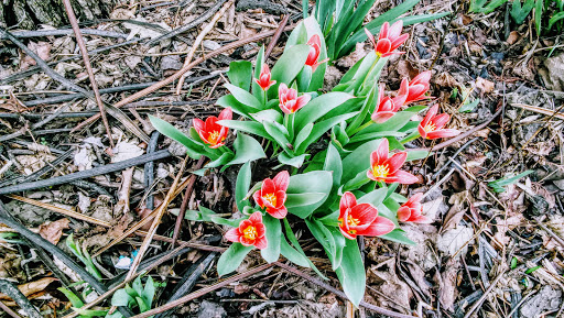 Park «Billie Limacher Bicentennial Park», reviews and photos, 201 W Jefferson St, Joliet, IL 60432, USA