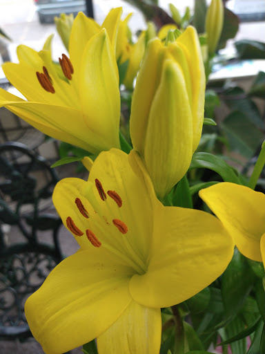 Florist «Grace Harper Florist, Inc.», reviews and photos, 4135 Woodward Ave, Detroit, MI 48201, USA