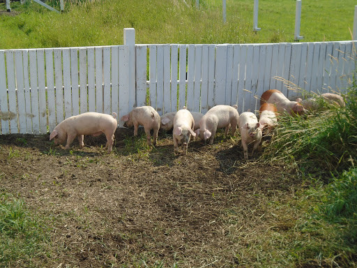 La Ménagerie d'Annie