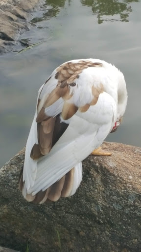 Park «Fancher Davidge Park», reviews and photos, 130 Lake Ave, Middletown, NY 10940, USA