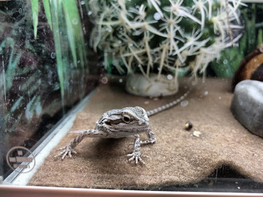 Pet Supply Store «PetSmart», reviews and photos, 5485 Touhy Ave, Skokie, IL 60077, USA