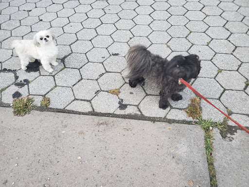 Park «Carl Schurz Park», reviews and photos, East 86th Street & East End Ave, New York, NY 10028, USA