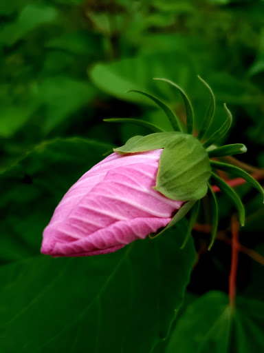 Park «Lippold Park - Fox Valley Park District», reviews and photos, 2001 S River St, Batavia, IL 60510, USA