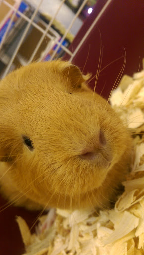 Pet Store «Animal Ark», reviews and photos, 2730 Brookdale Dr, Kingwood, TX 77339, USA