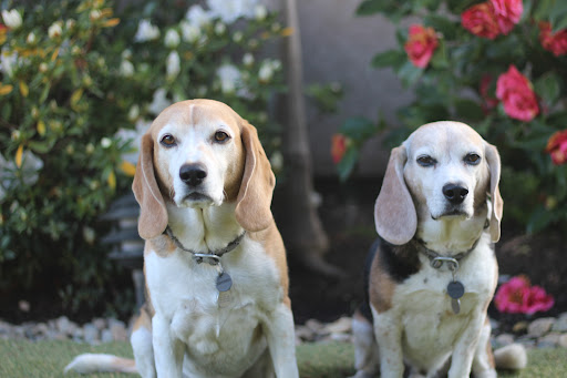 Insurance Agency «Embrace Pet Insurance», reviews and photos