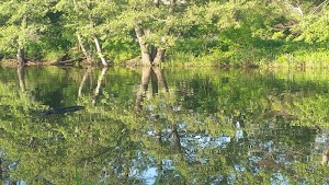 Weigand Riverfront Park - photo 90