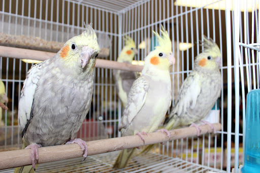 Pet Supply Store «El Granero Feed & Pet Supplies», reviews and photos, 2228 Church Ln, San Pablo, CA 94806, USA