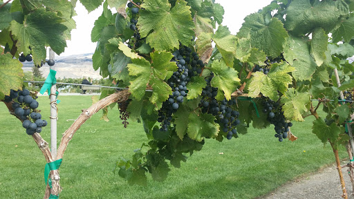 Winery «Fielding Hills Winery», reviews and photos, 565 S Lakeshore Rd, Chelan, WA 98816, USA