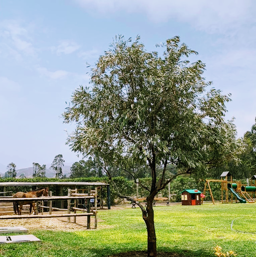 Olivos del Peru