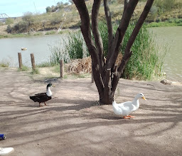 Humedal la Sauceda photo