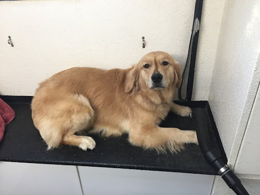 Spokane Dog Grooming