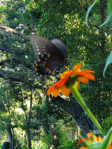 Theme Park «TreeHoppers Aerial Adventure Park», reviews and photos, 27839 St Joe Rd, Dade City, FL 33525, USA