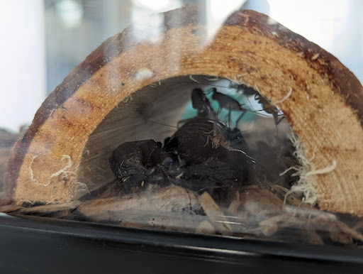 Pet Store «Super Pets», reviews and photos, 1807 E Chapman Ave, Orange, CA 92867, USA