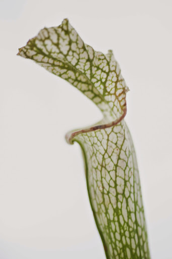 Florist «Hudson Flower Shop», reviews and photos, 222 Locust St, Hudson, WI 54016, USA