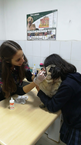 Opiniones de Veterinaria Beauty Pet's en Ñuñoa - Veterinario