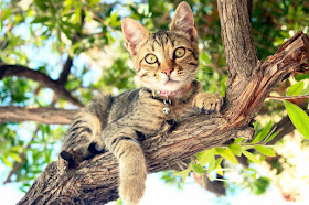 Clínica Veterinária dos Milagres - Leiria